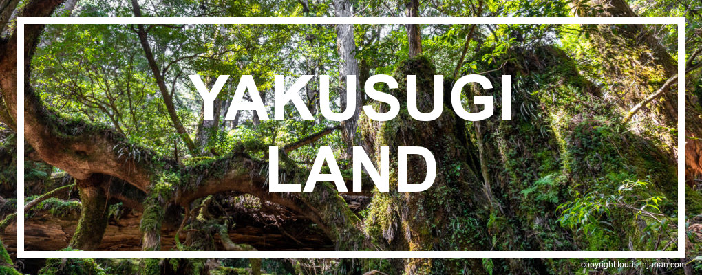 Yakushima Yakusugi Land Itinerary. © touristinjapan.com