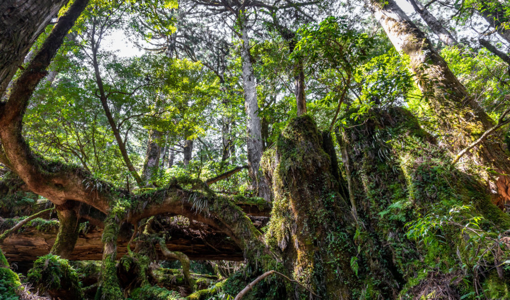 Yakusugi Land, Yakushima Island. © touristinjapan.com