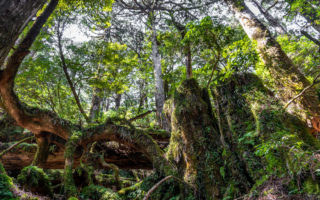 Yakusugi Land, Yakushima Island. © touristinjapan.com