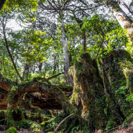 Yakusugi Land, Yakushima Island. © touristinjapan.com