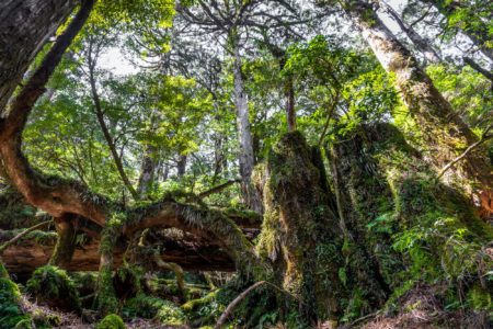 Yakusugi Land, Yakushima Island. © touristinjapan.com