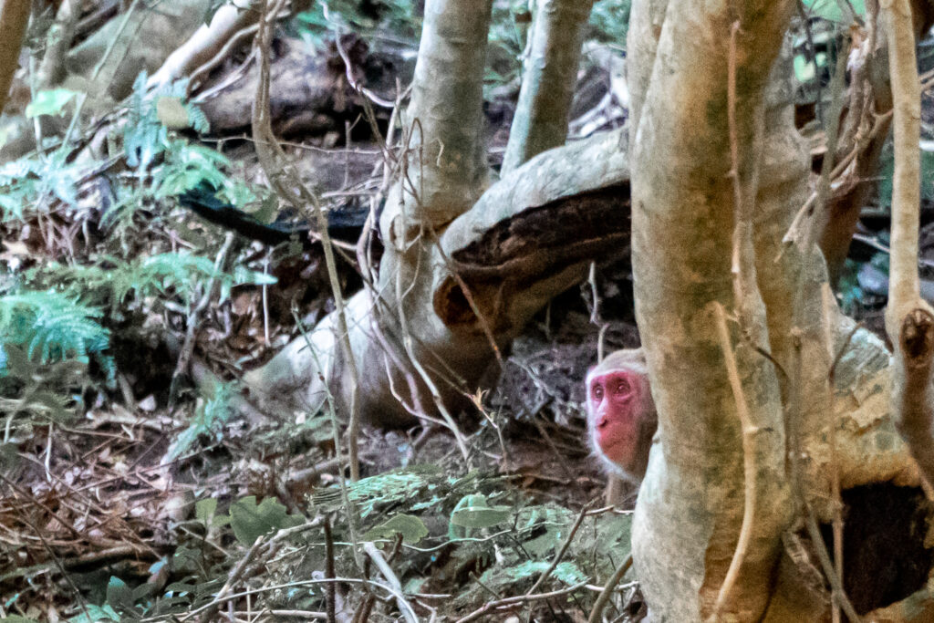 Monkey at Cape Sata in Kagoshima, most southern point of mainland Japan. © touristinjapan.com