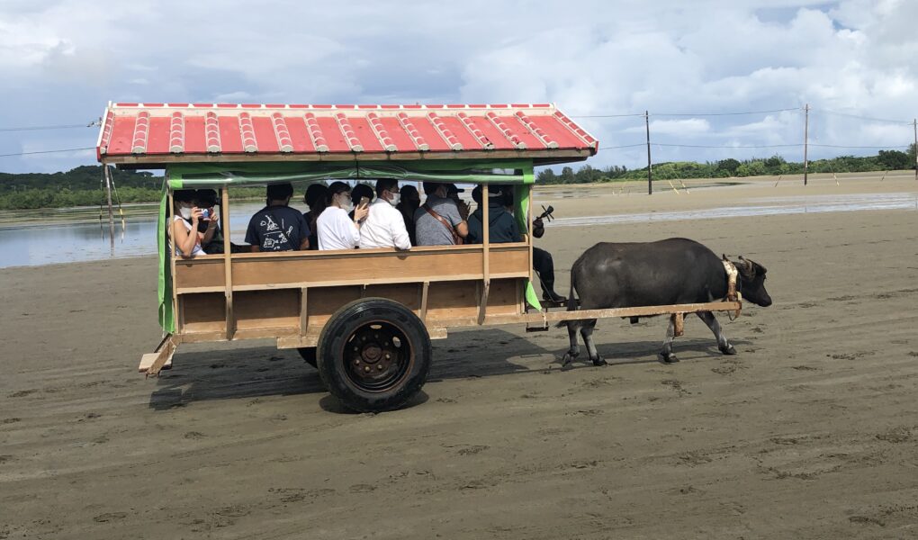 Buffalo Cart on Yubu Island, Okinawa © Touristinjapan.com