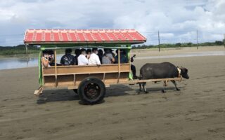 Buffalo Cart on Yubu Island, Okinawa © Touristinjapan.com
