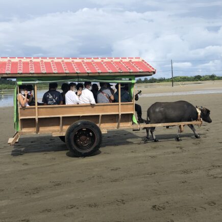Buffalo Cart on Yubu Island, Okinawa © Touristinjapan.com